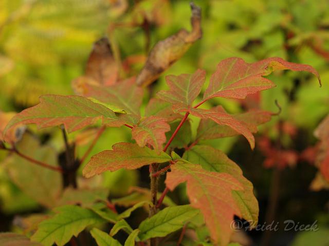 Acer maximowicianum.jpg - Acer maximowicianum